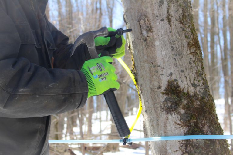 How To Tap Maple Trees for Syrup